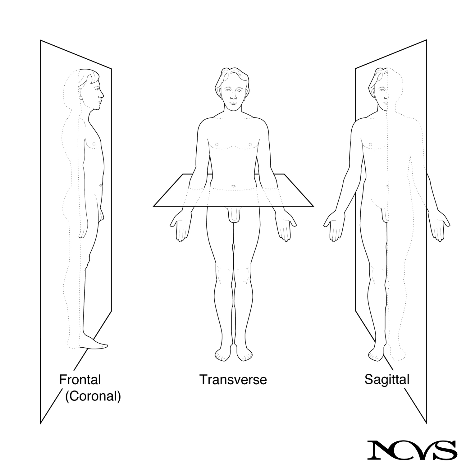 Anatomical planes of the human body