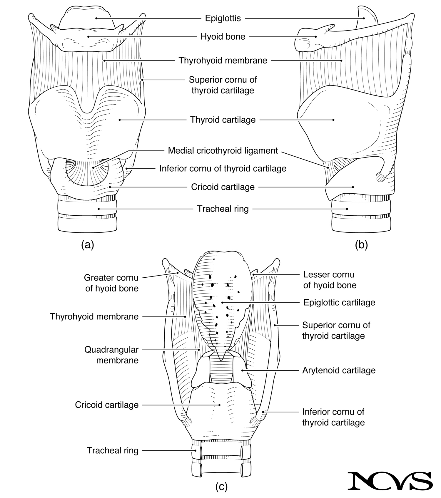 Framework of the larynx