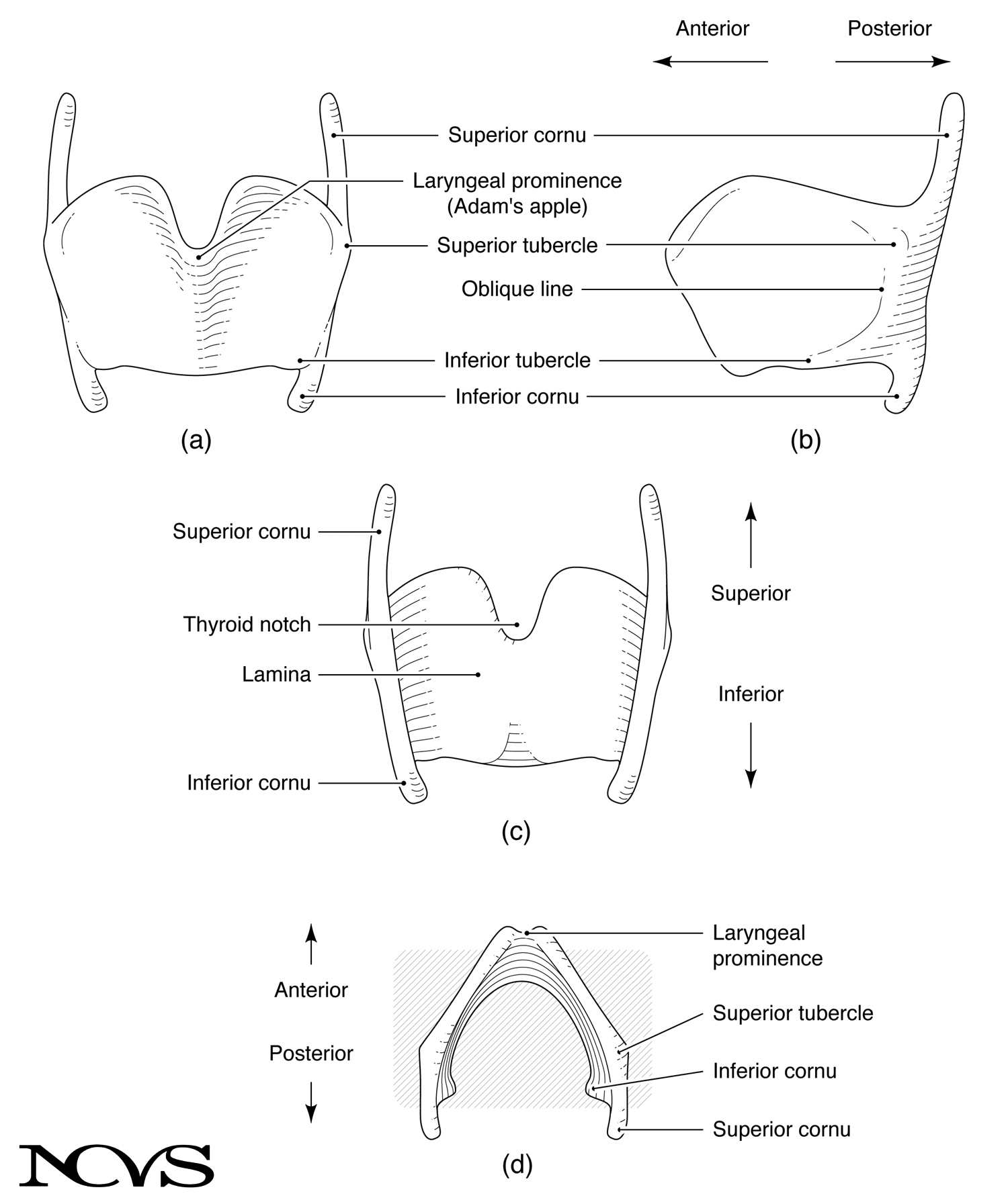 Thyroid cartilage structure