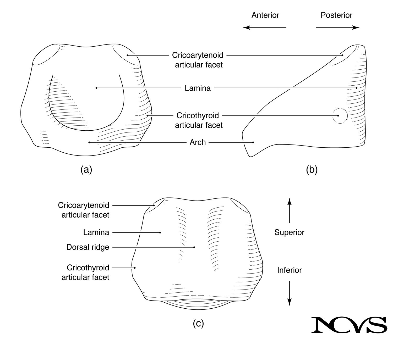 Cricoid cartilage anatomy