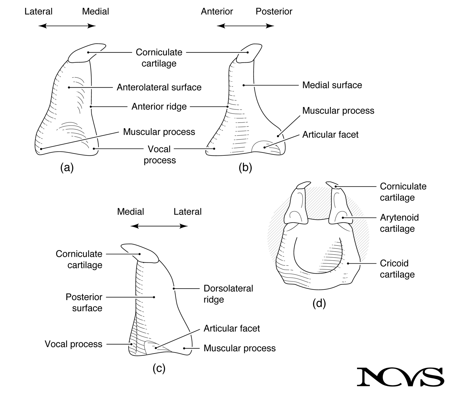 Arytenoid cartilage structure