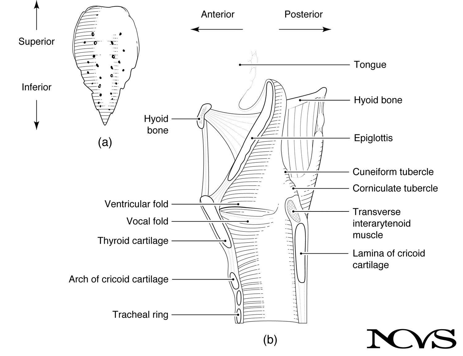 Epiglottis structure and position