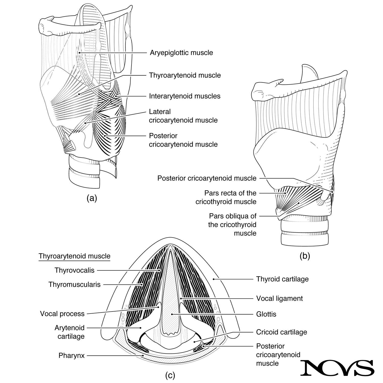 Intrinsic muscles of the larynx