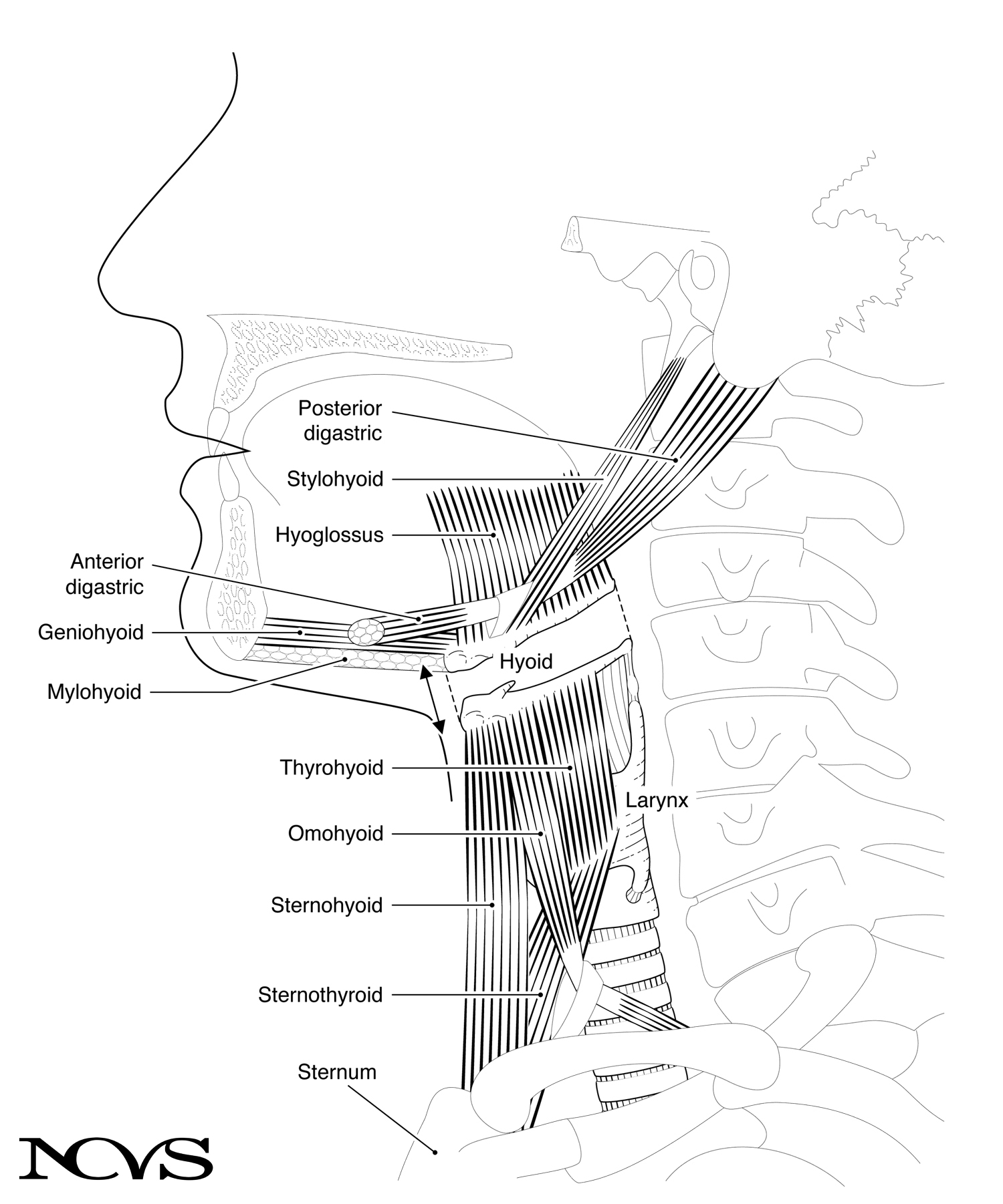 Extrinsic muscles of the larynx