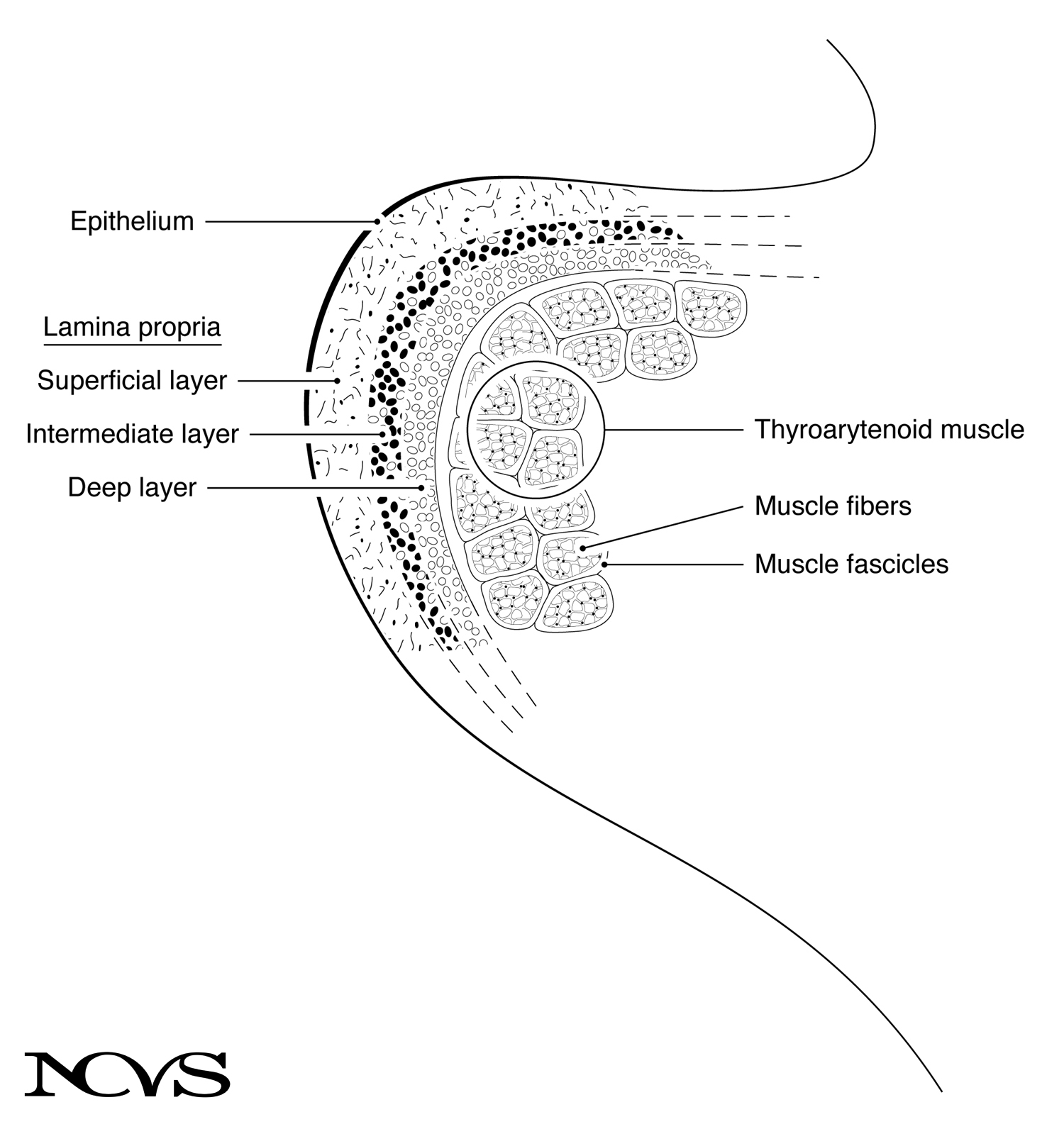 Schematic of vocal fold layers