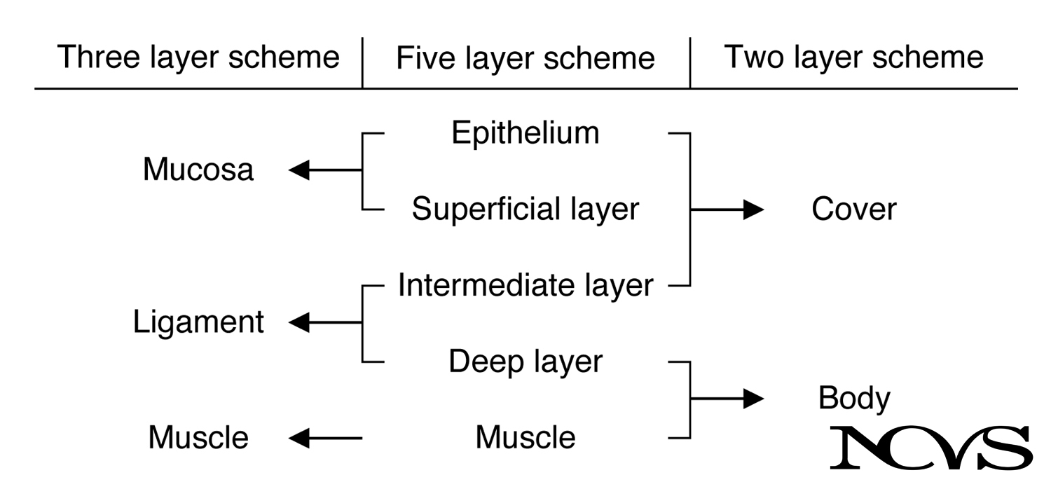 Three labeling schemes for vocal fold structure