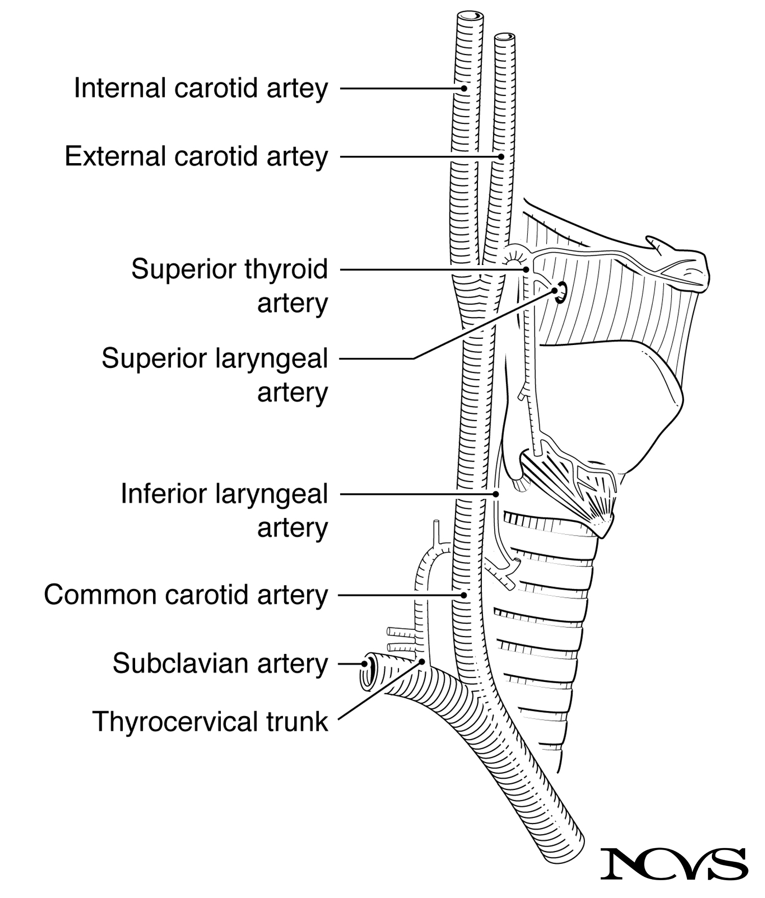 Major arteries supplying the larynx