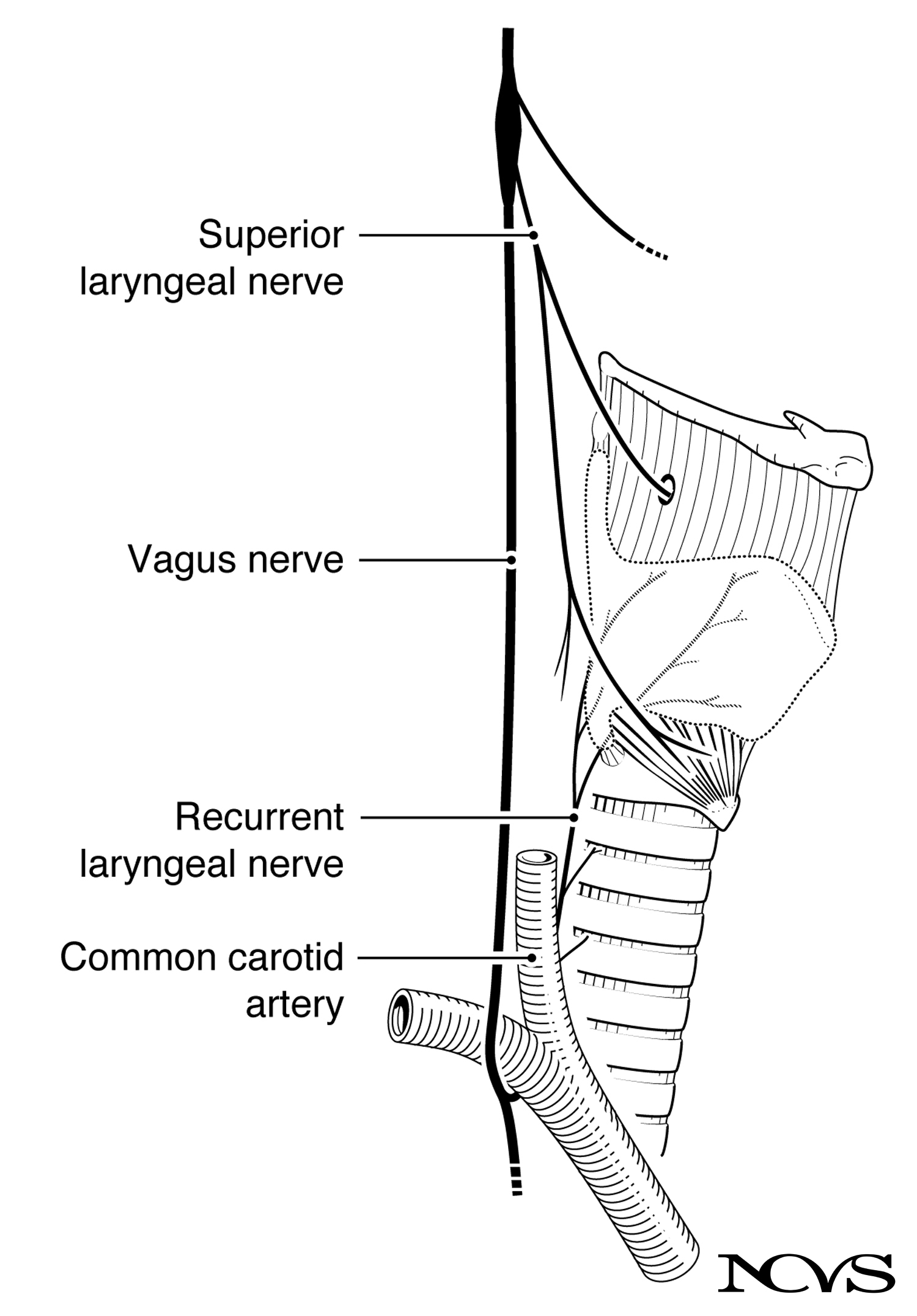 Innervation of the larynx