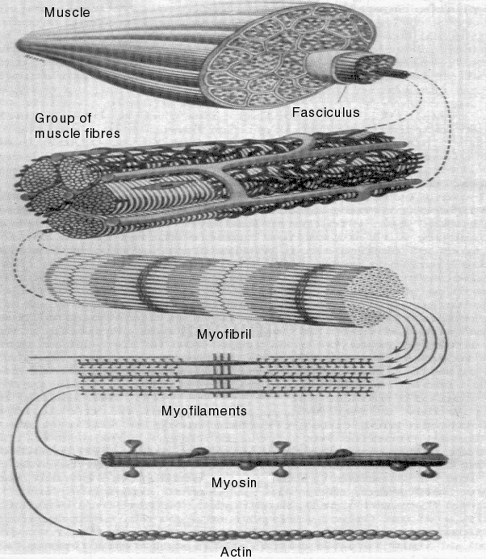 Muscle structure
