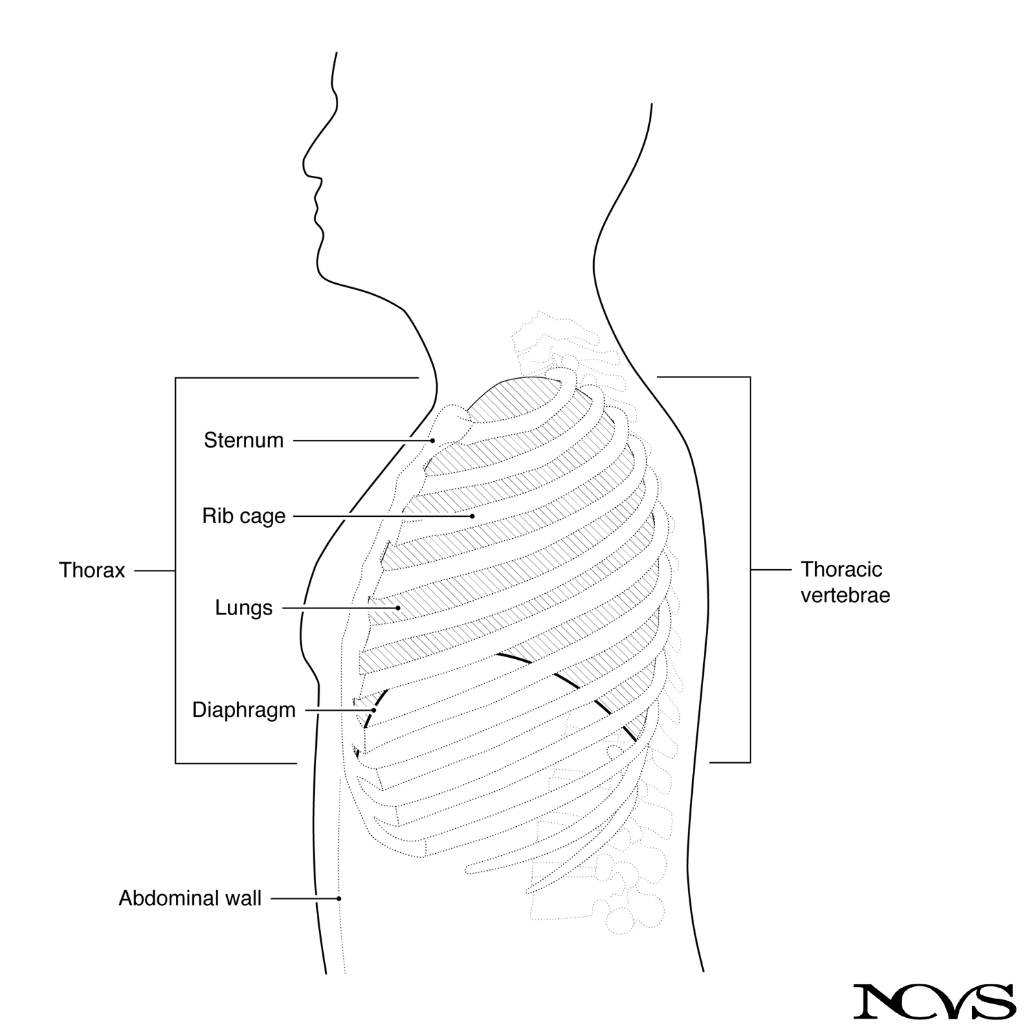 Diagram of thorax and abdomen