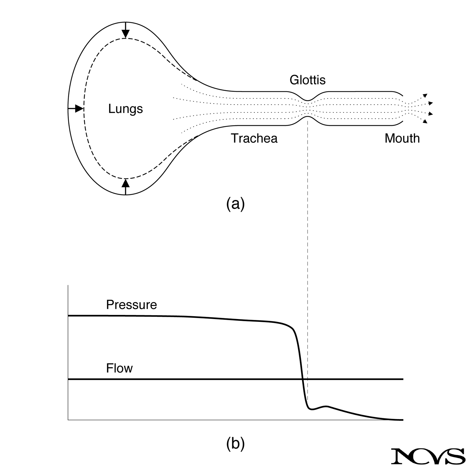 Schematic of pulmonary system