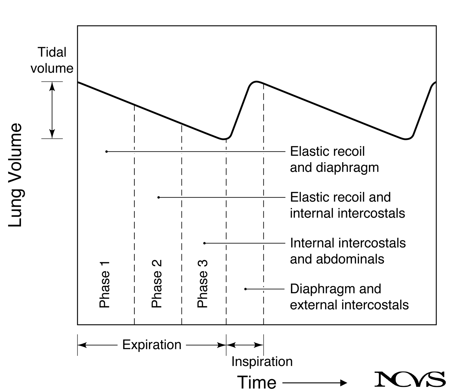 Lung volume changes during phonation