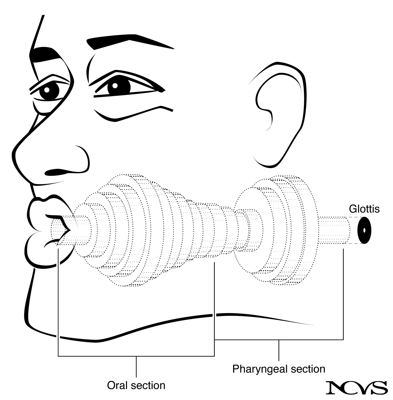 Cylindrical tube approximation of the vocal tract