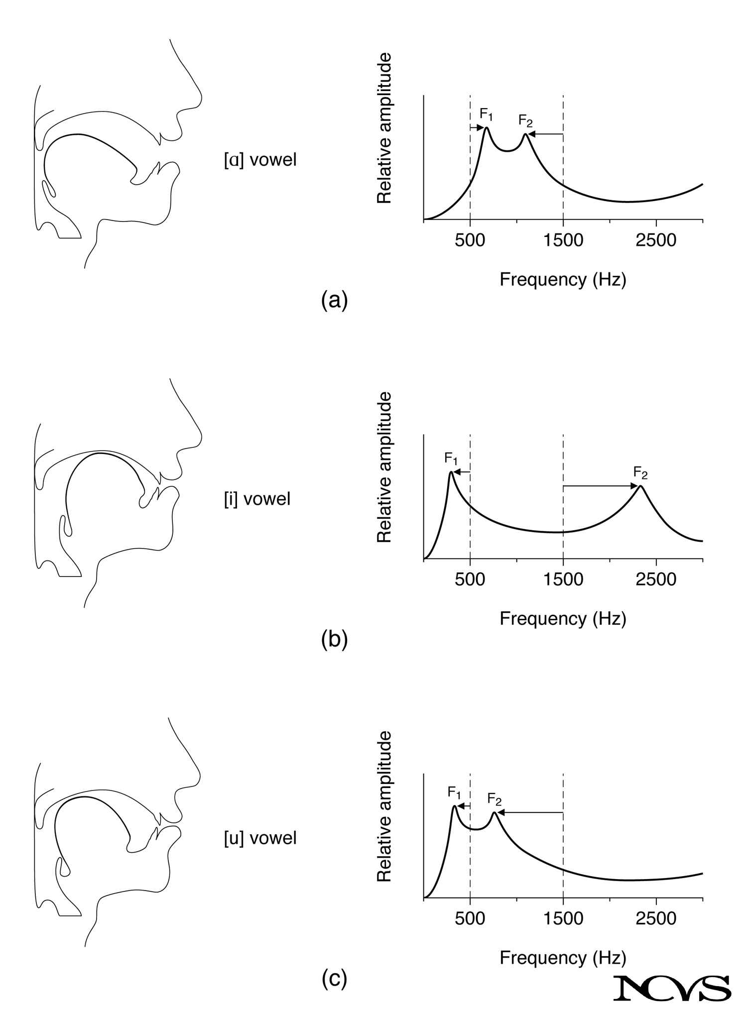 Articulatory shapes and spectra for corner vowels