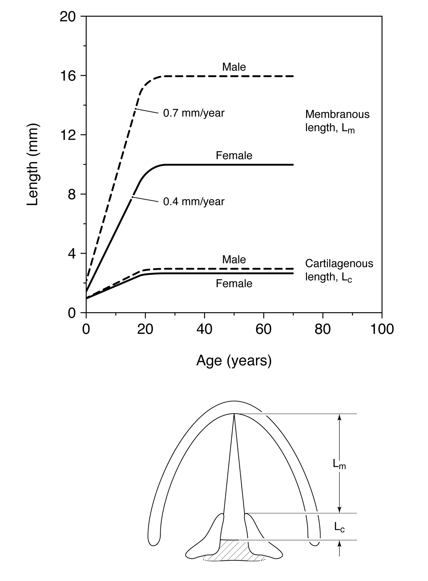 Membranous vocal fold length versus age