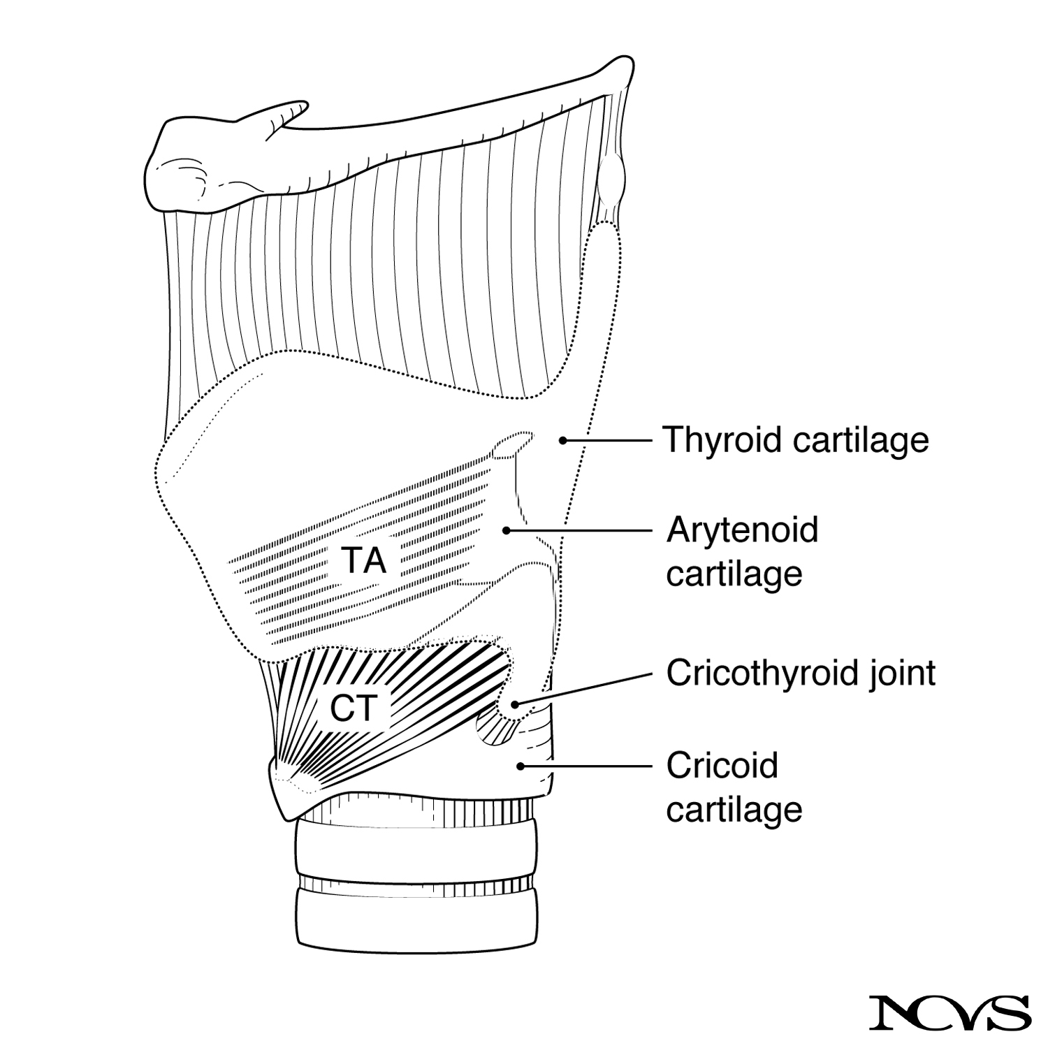 Cricothyroid and thyroarytenoid muscles