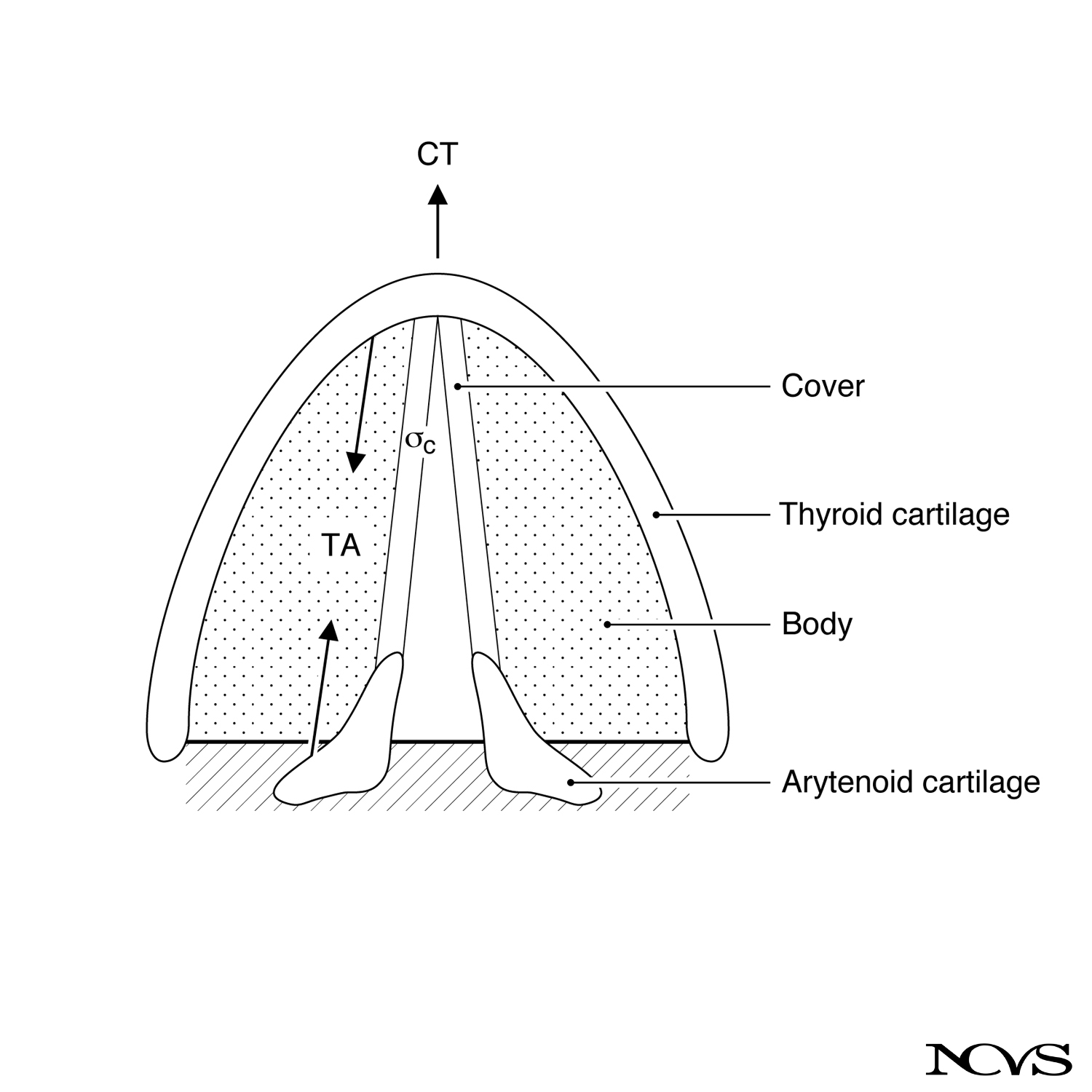 Horizontal section through vocal folds