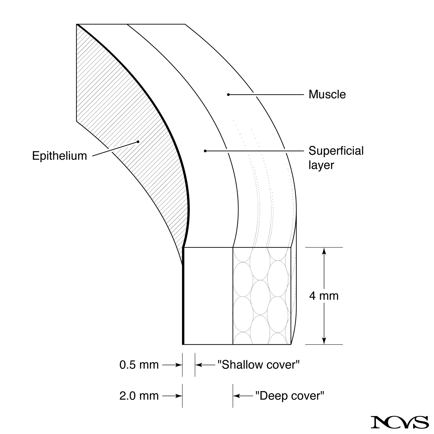 Human vocal fold layers