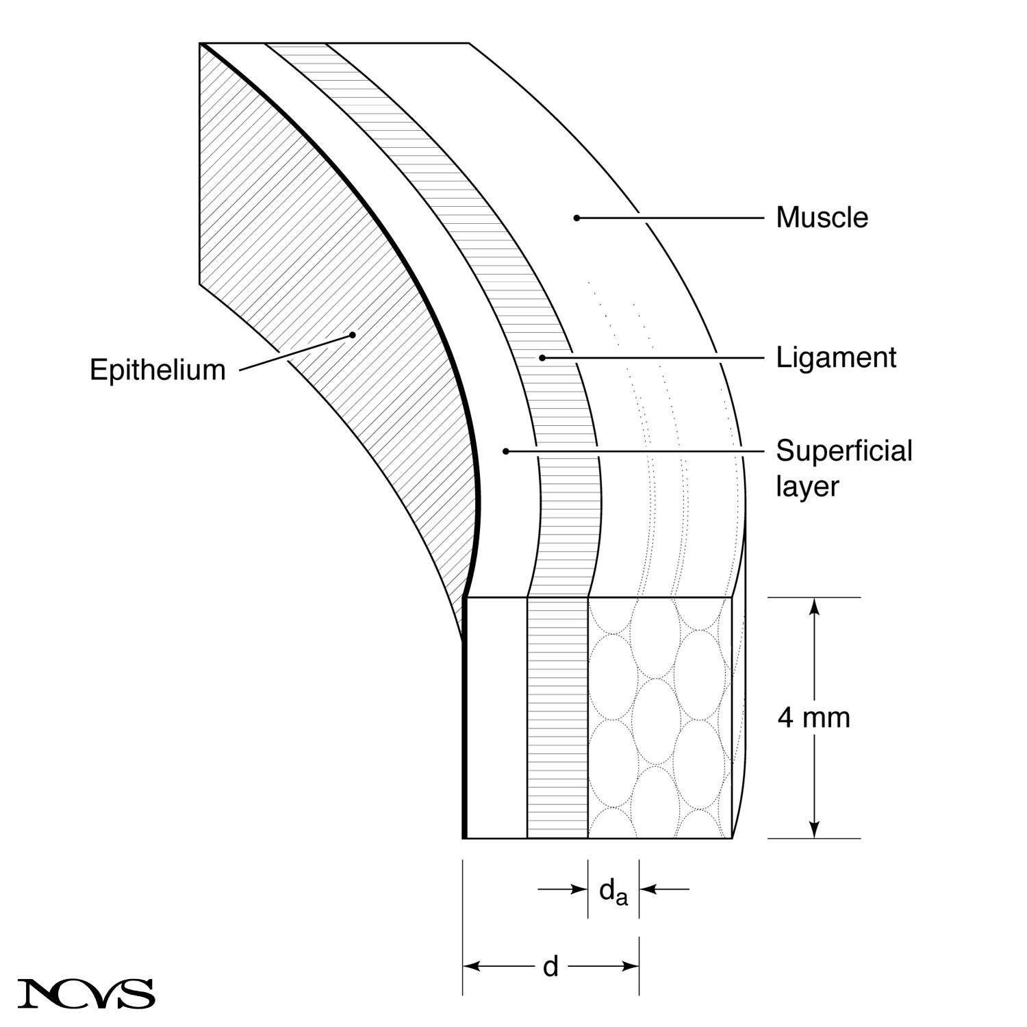 Human vocal fold tissue layers